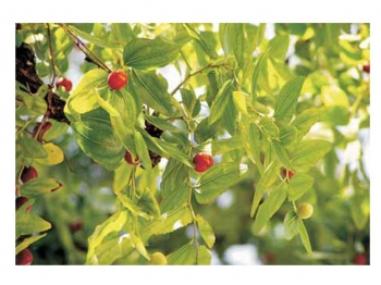 Pagine memoria 55 – L’autunno dei frutti minori   